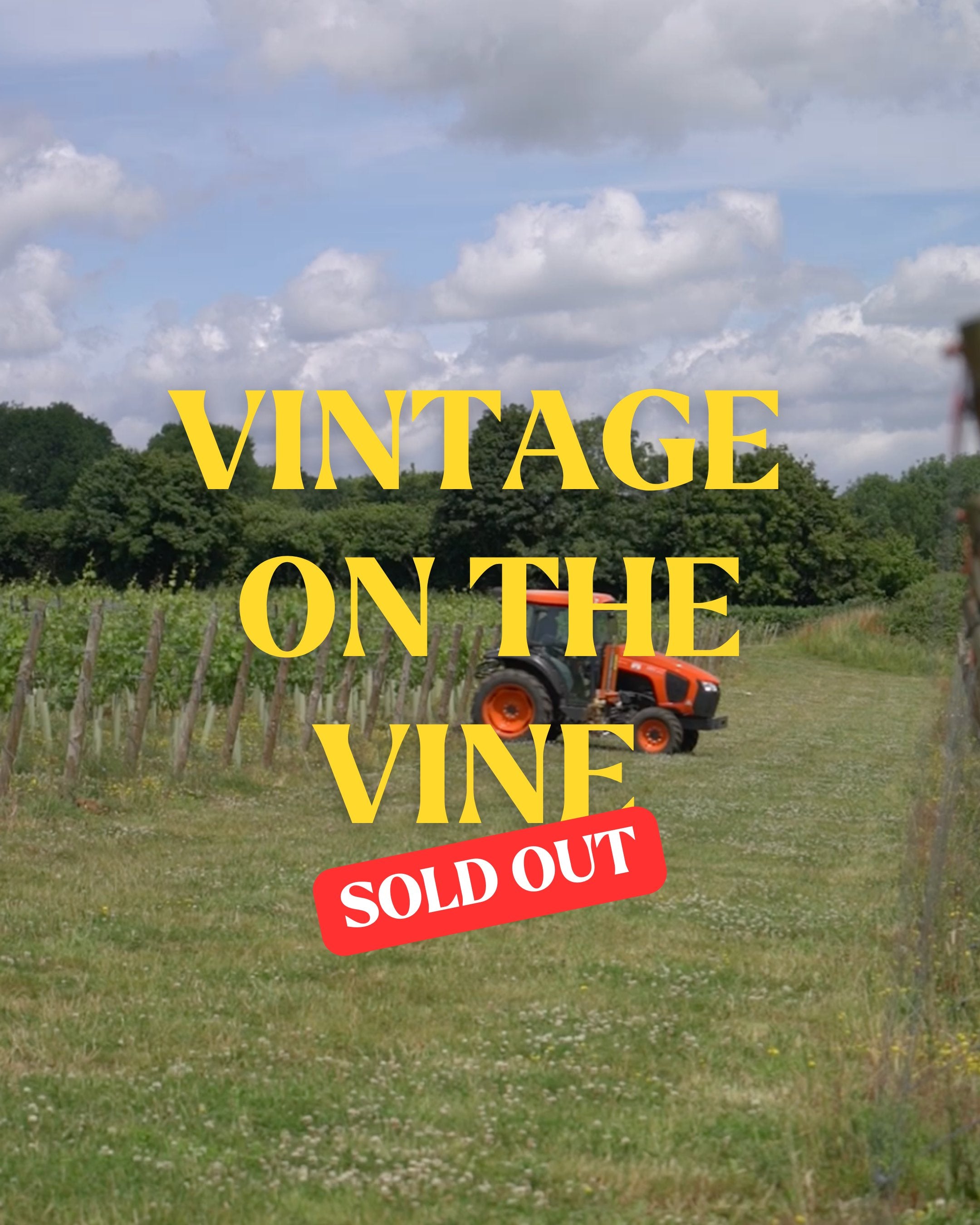 Vintage on the Vine