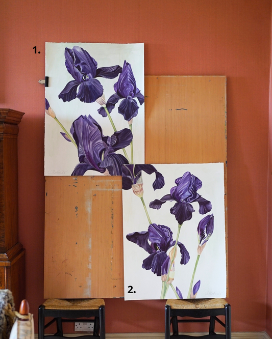 Flourish of Large Irises Superstition 2