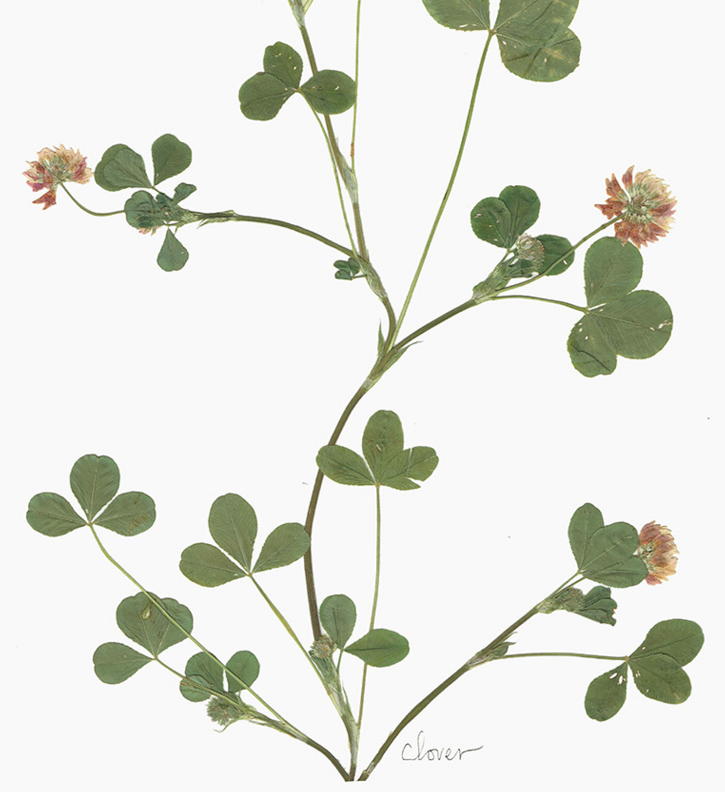 'Clover' Print (A3 Unframed)