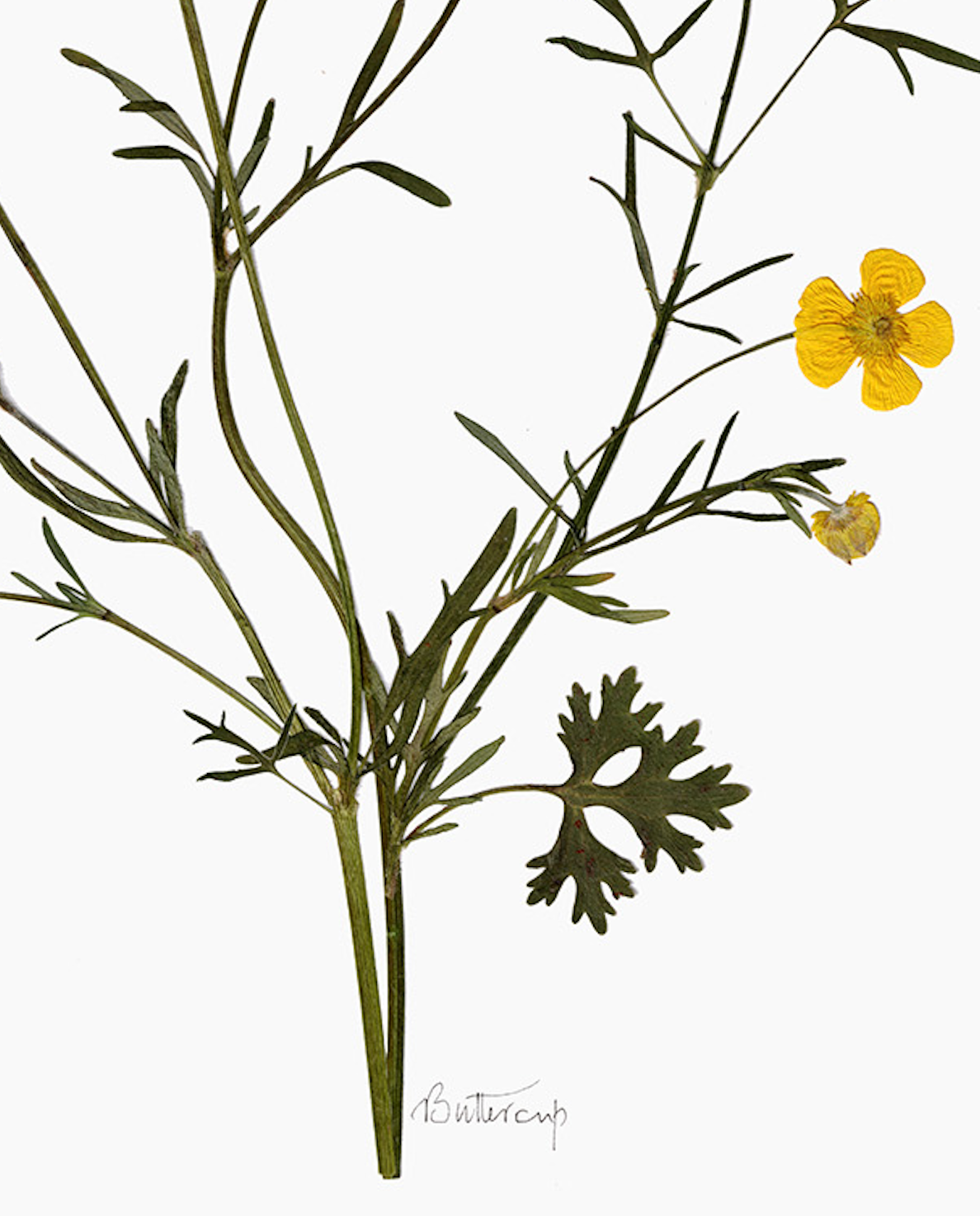 'Buttercup' Print (A3 Unframed)