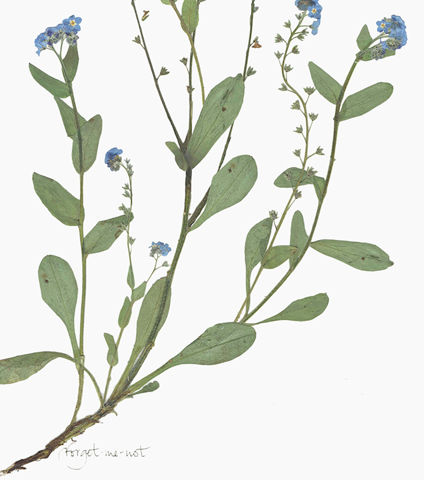 'Forget Me Not' Print (A3 Unframed)