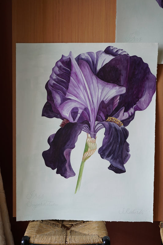 Large Iris Superstition 1