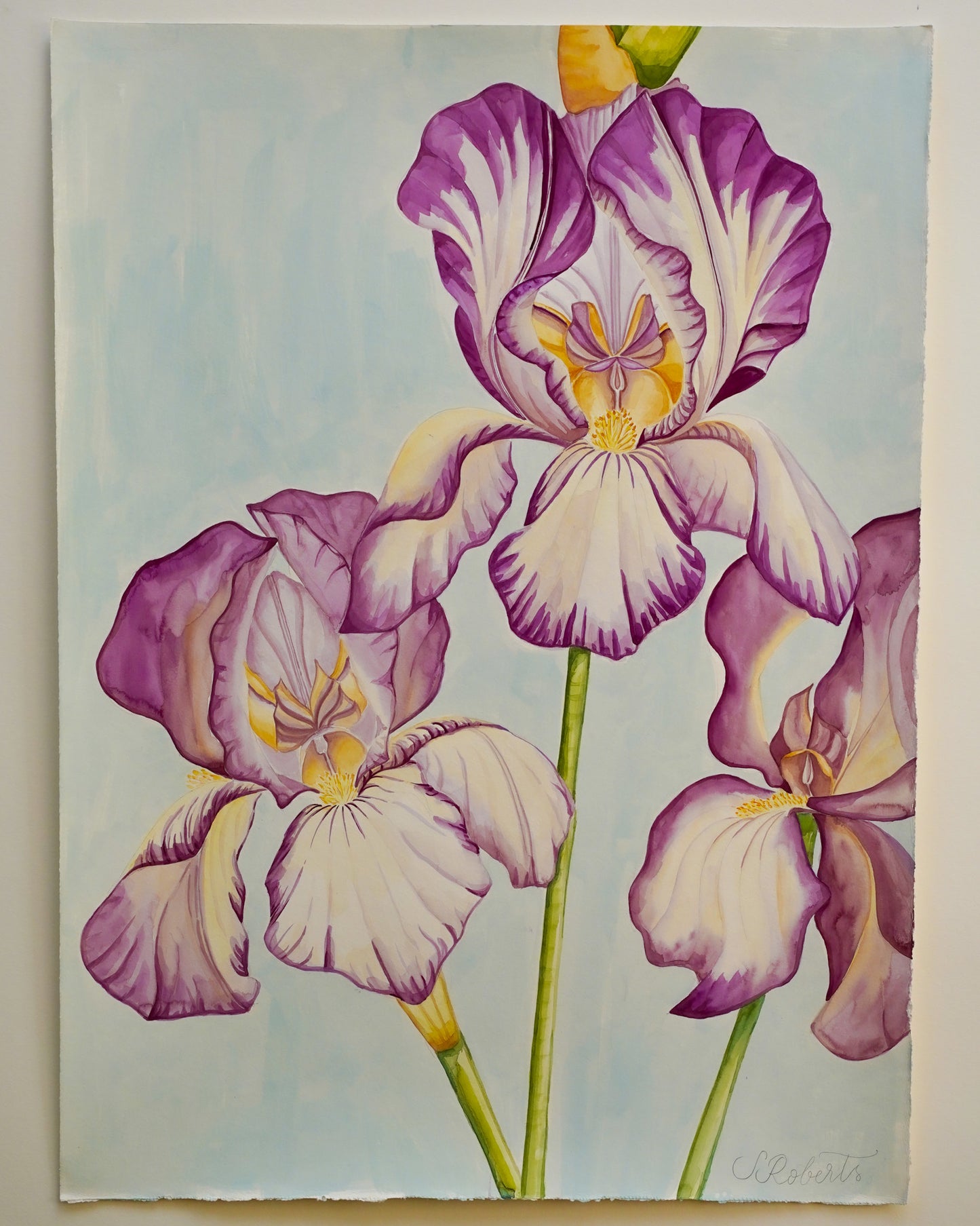 Flourish of Large Irises Benton Deidree 1