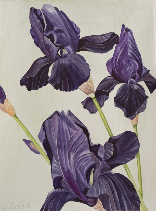 Flourish of Large Irises Superstition 1