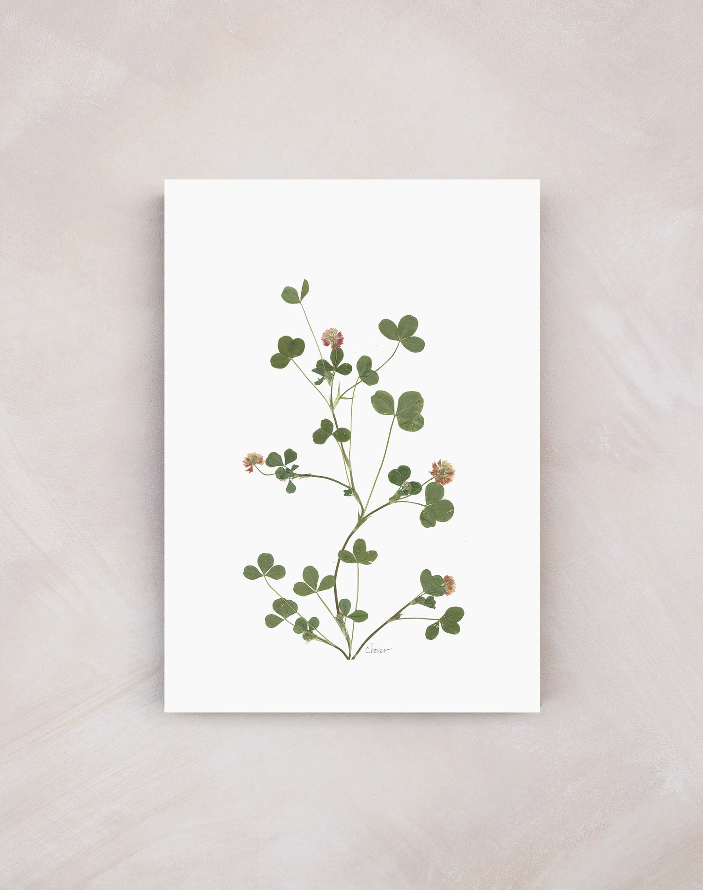 'Clover' Print (A3 Unframed)