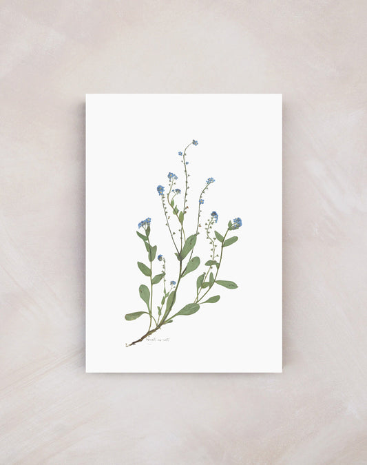 'Forget Me Not' Print (A3 Unframed)