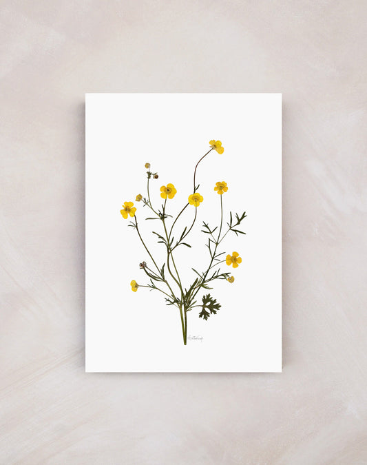 'Buttercup' Print (A3 Unframed)