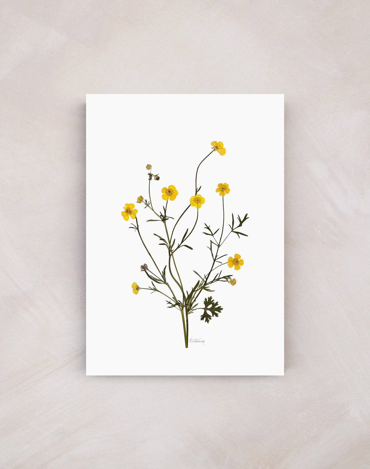 'Buttercup' Print (A3 Unframed)