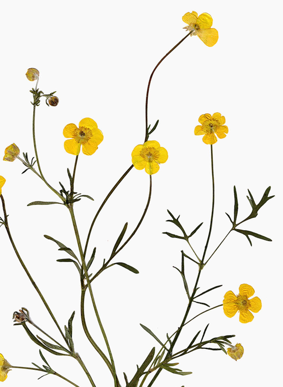 'Buttercup' Print (A3 Unframed)