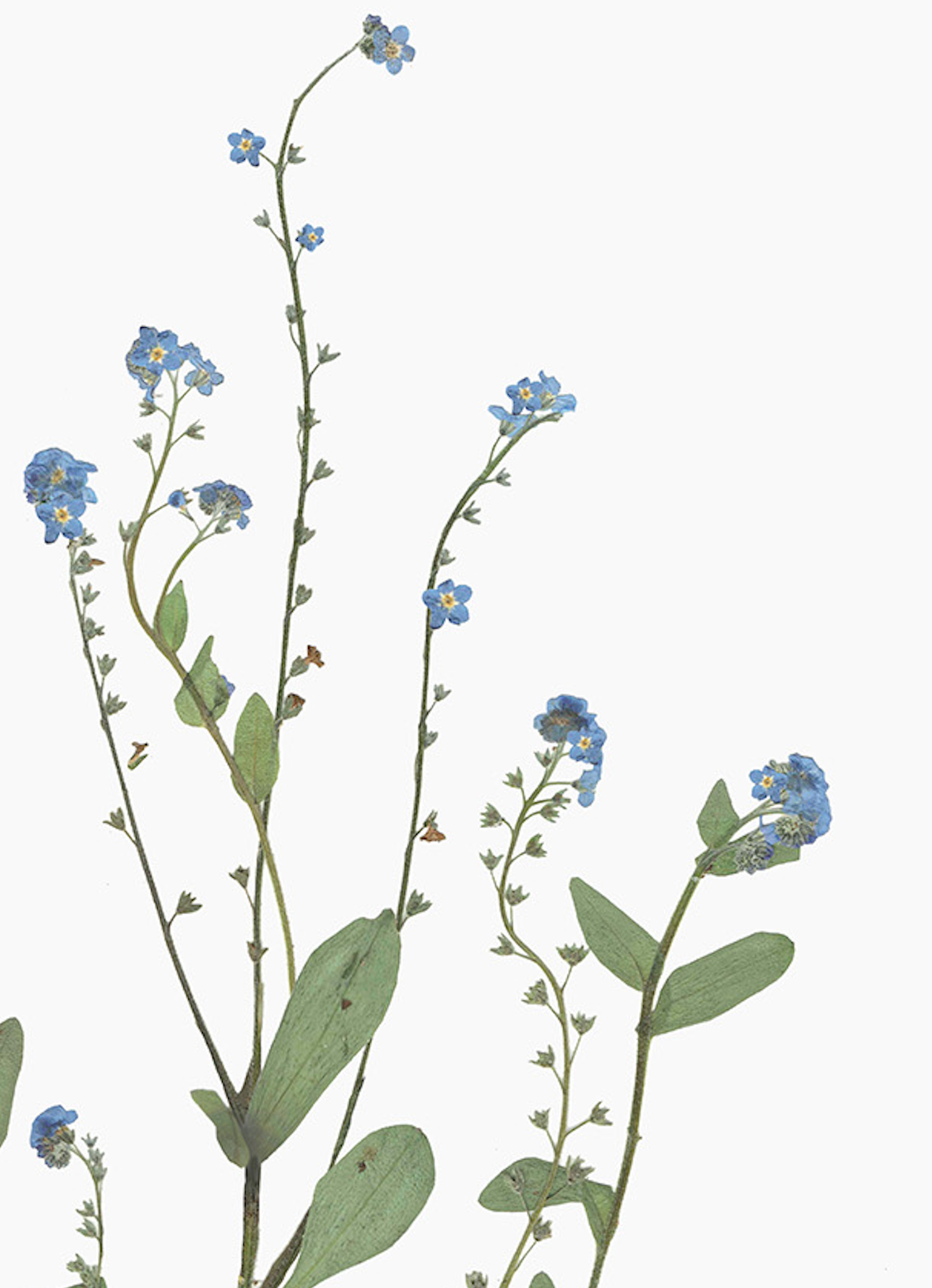'Forget Me Not' Print (A3 Unframed)