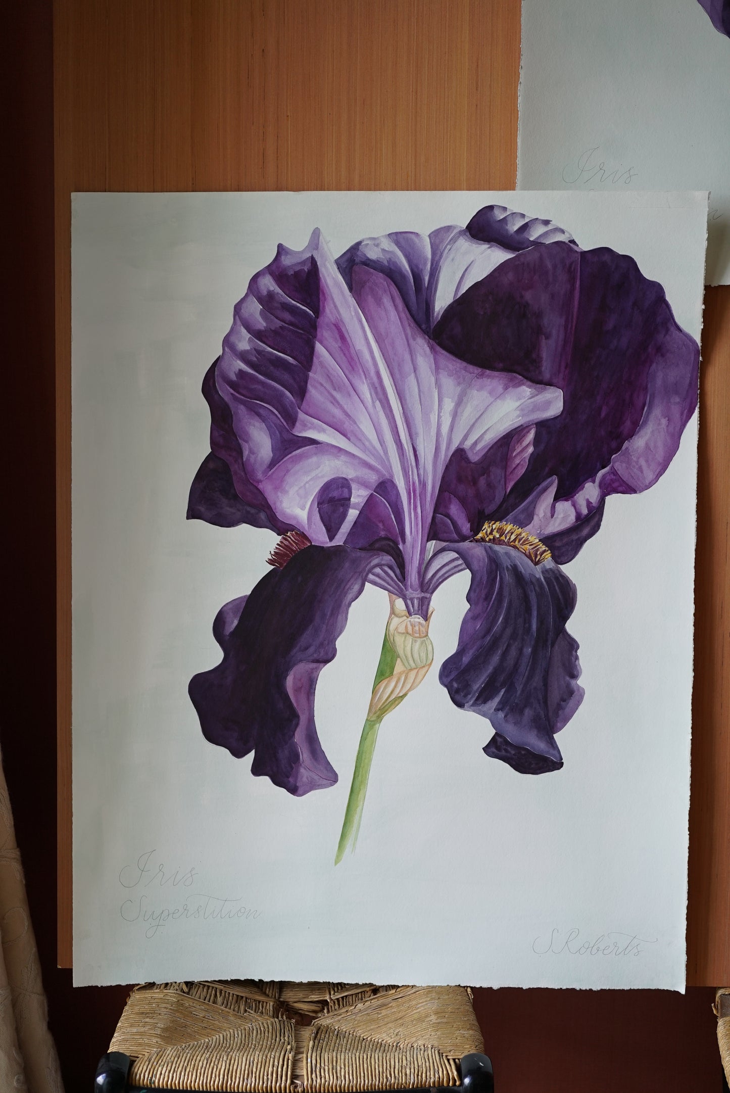 Large Iris Superstition 1