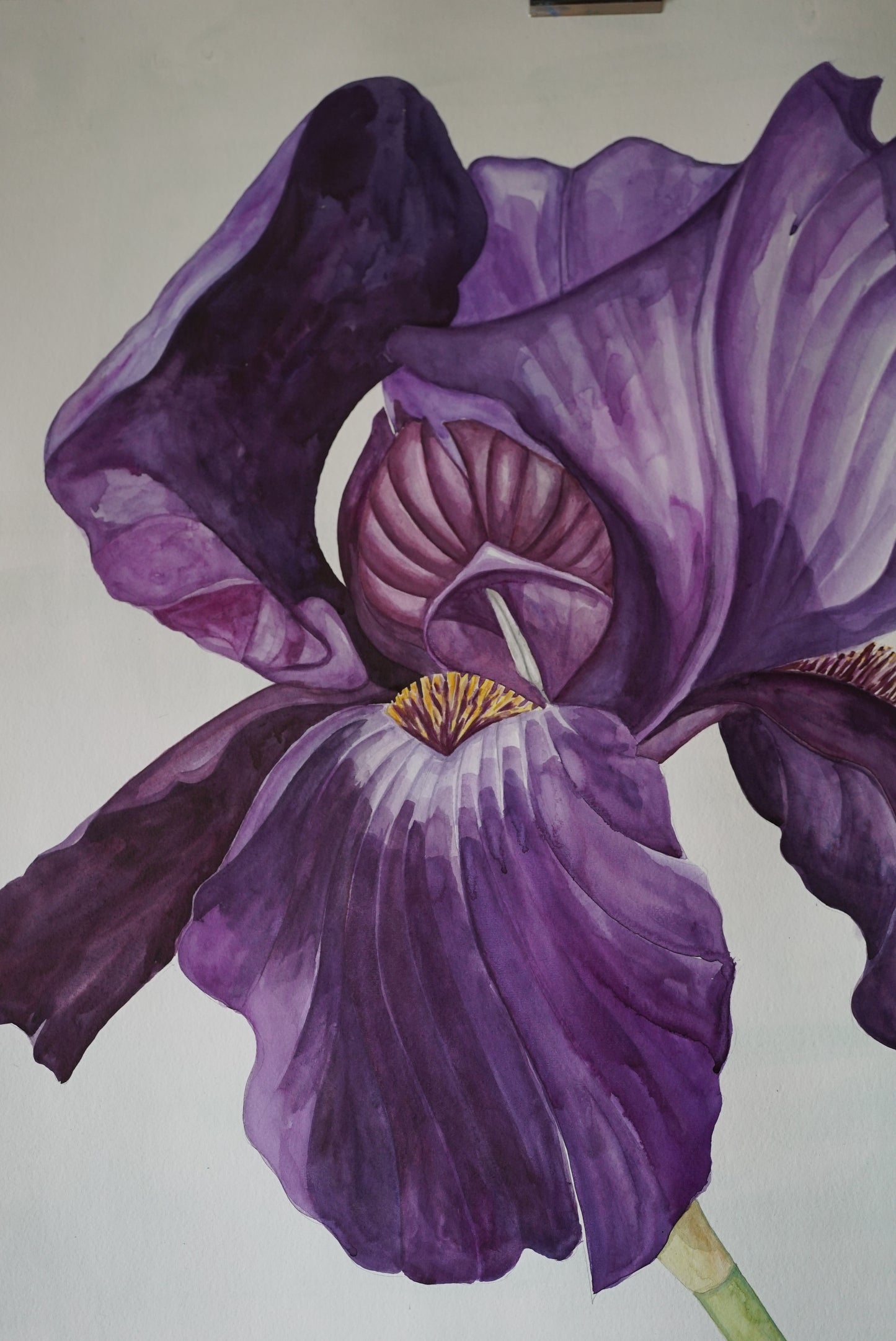 Large Iris Superstition 2