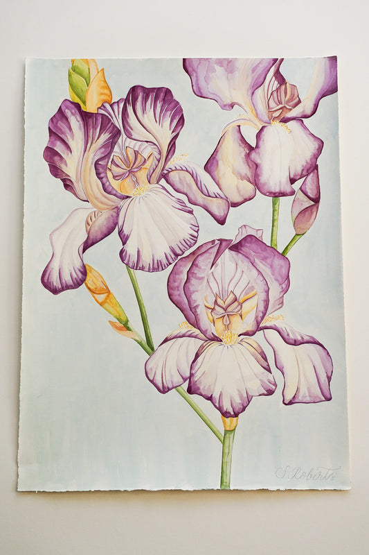 Flourish of Large Irises Benton Deidree 2