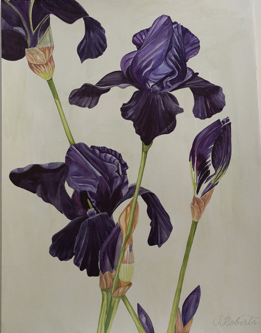 Flourish of Large Irises Superstition 2