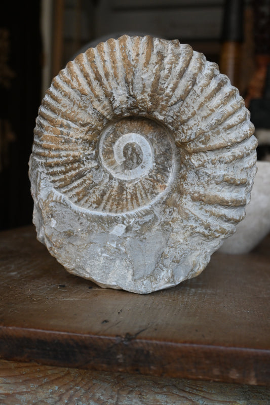 Ammonite Fossil