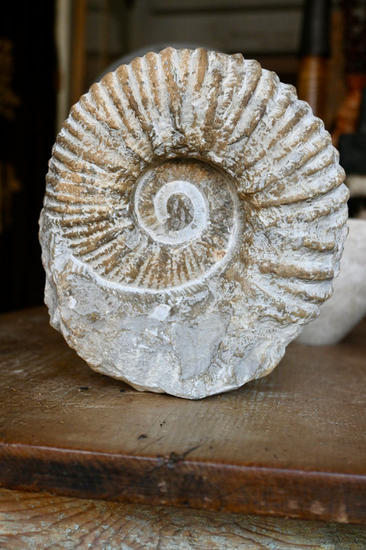 Ammonite Fossil