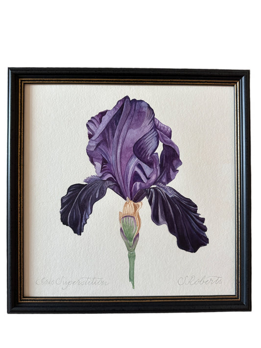 Iris Superstition 1