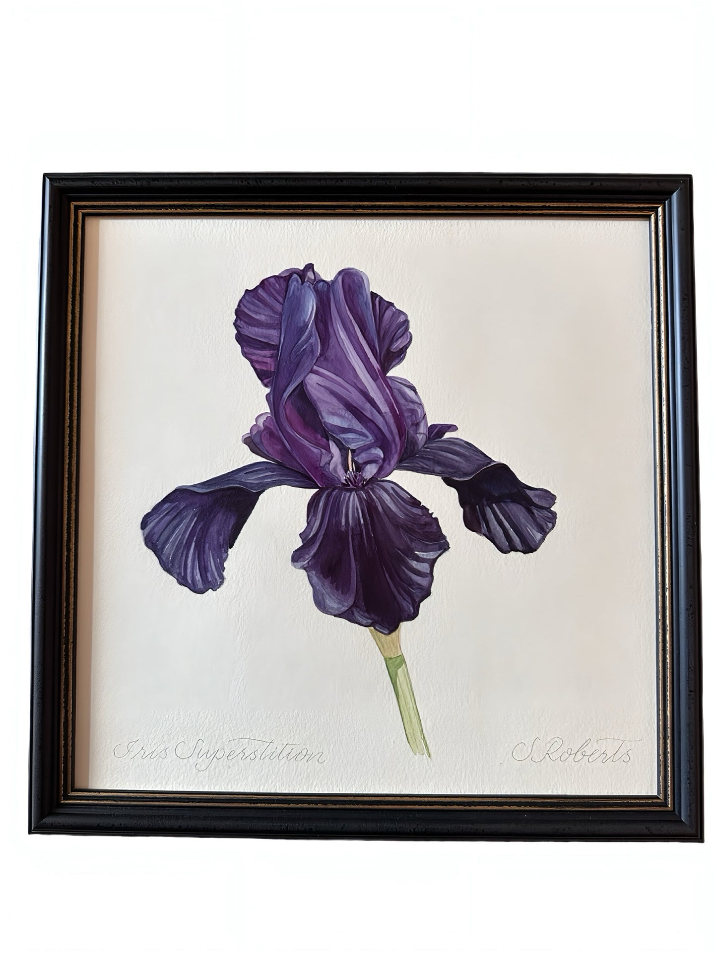 Iris Superstition 2