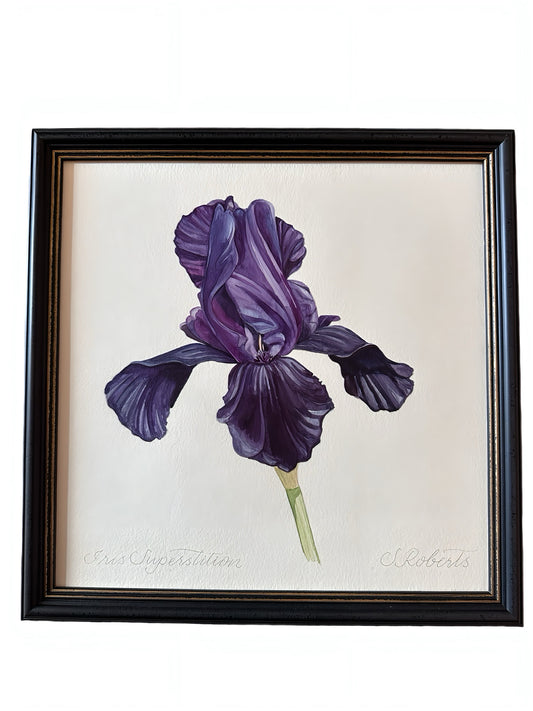 Iris Superstition 2