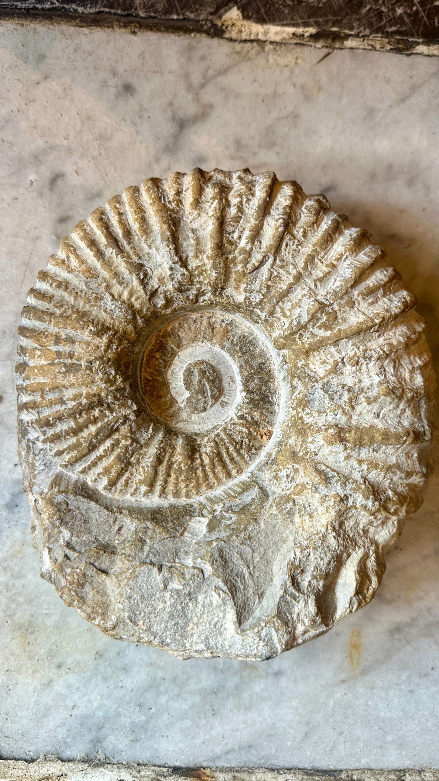 Ammonite Fossil