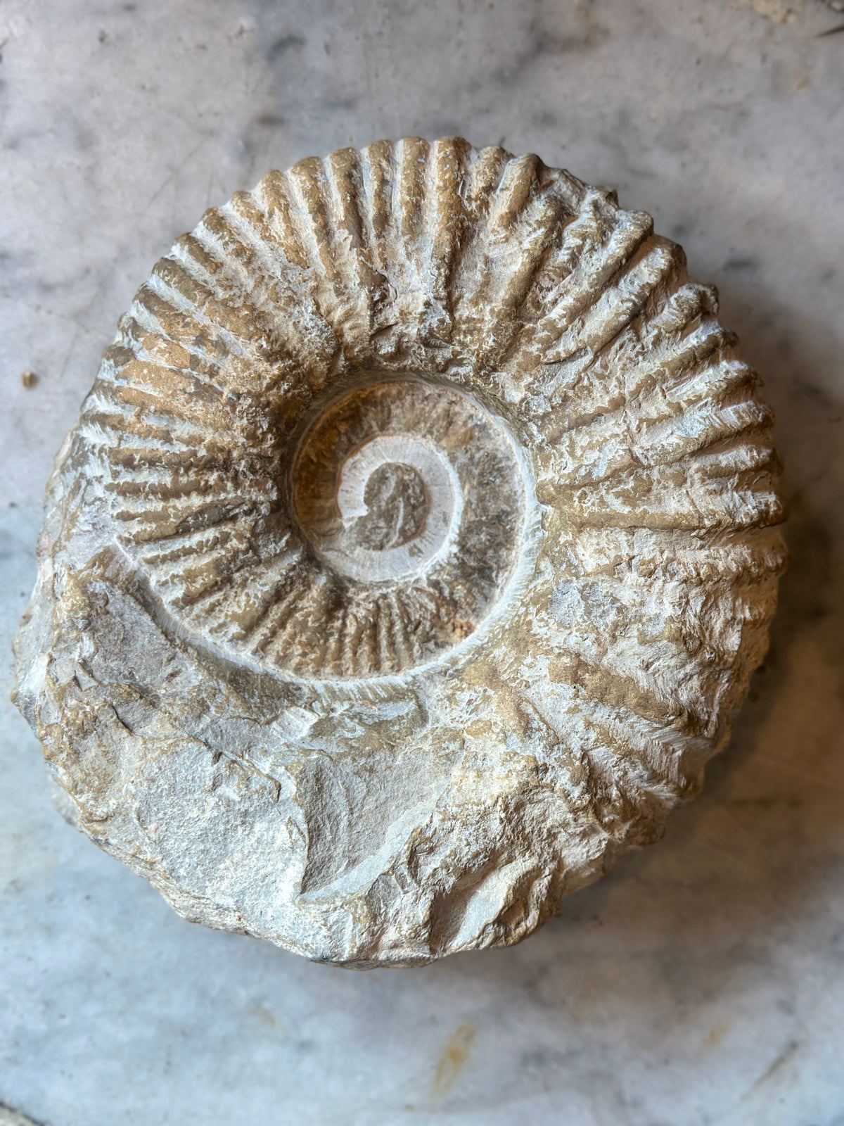 Ammonite Fossil