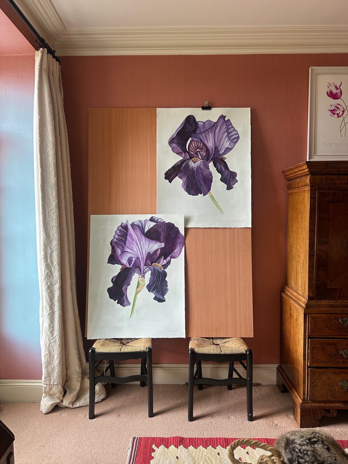 Large Iris Superstition 1