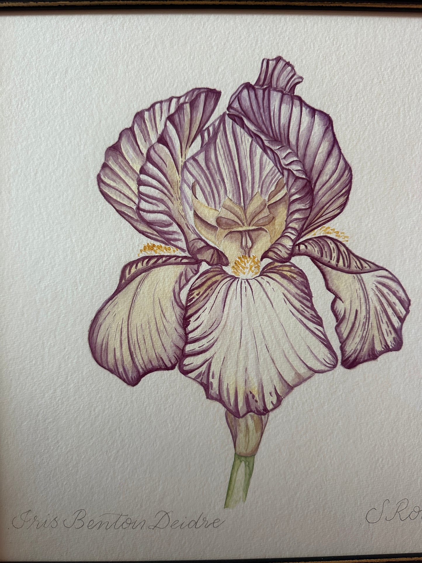 Iris Benton Deidree 1