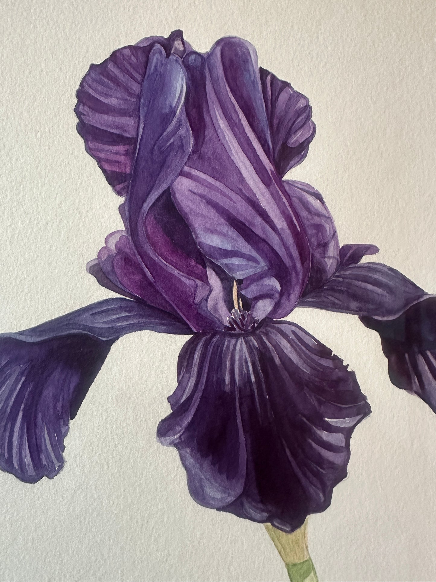 Iris Superstition 2