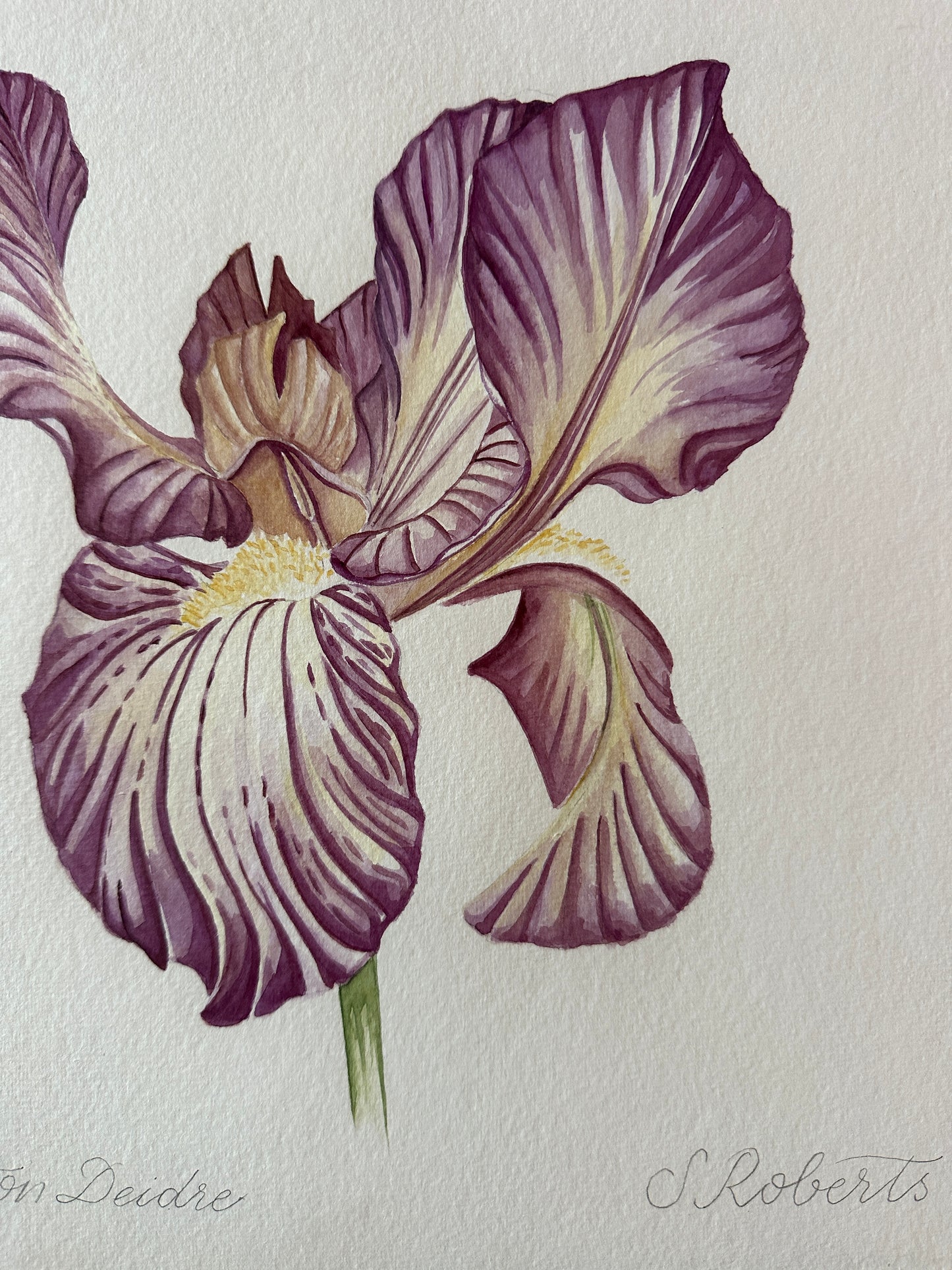 Iris Benton Deidree 2