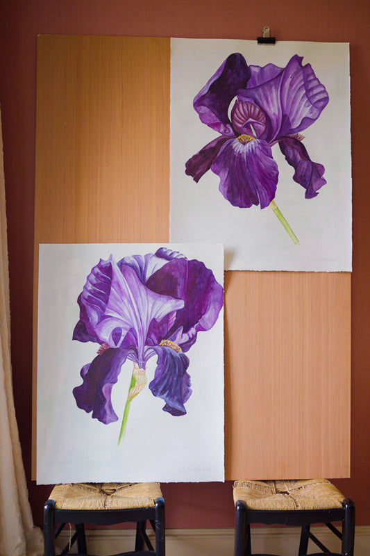 Large Iris Superstition 2
