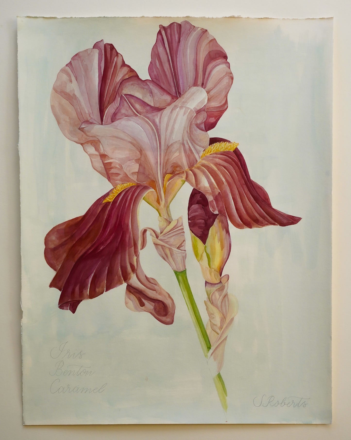 Large Iris Benton Caramel 1