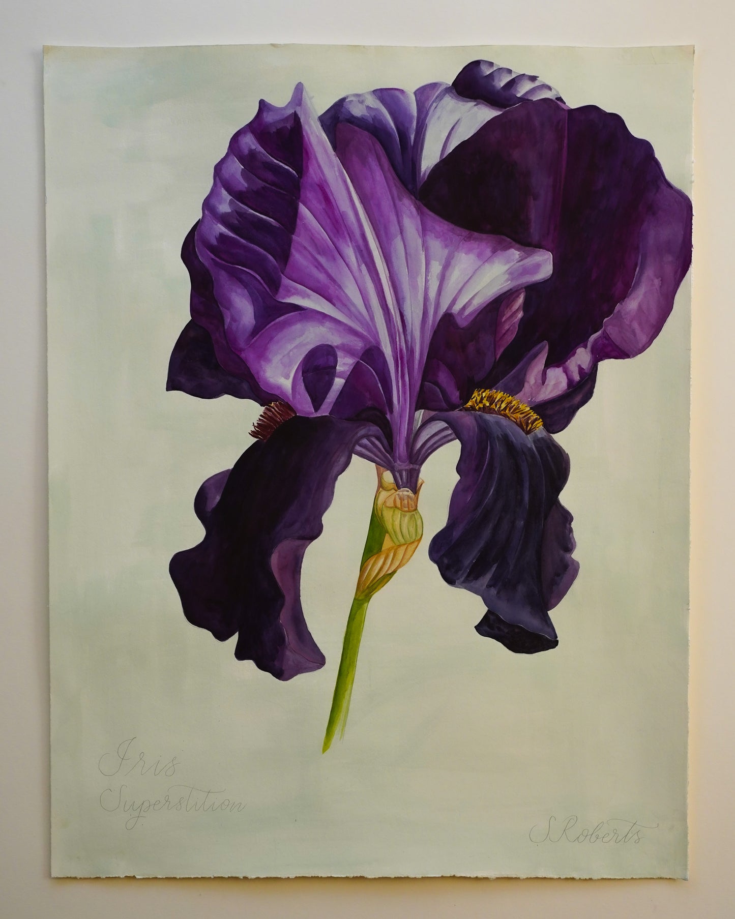 Large Iris Superstition 1